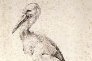 Albrecht_Dürer_-_The_Stork_web